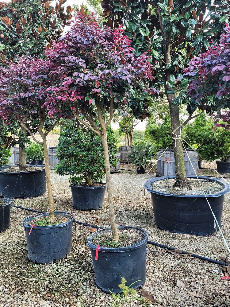 loropetalum-chinense-rubrum-carolina-midnight-razzleberry
