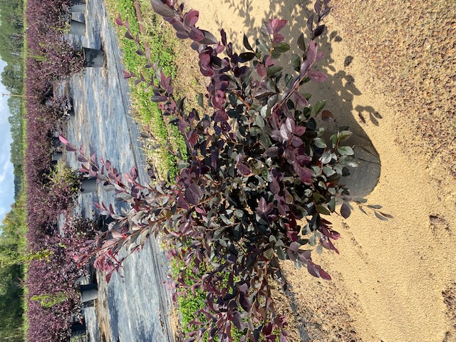 loropetalum-chinense-rubrum-carolina-midnight-razzleberry