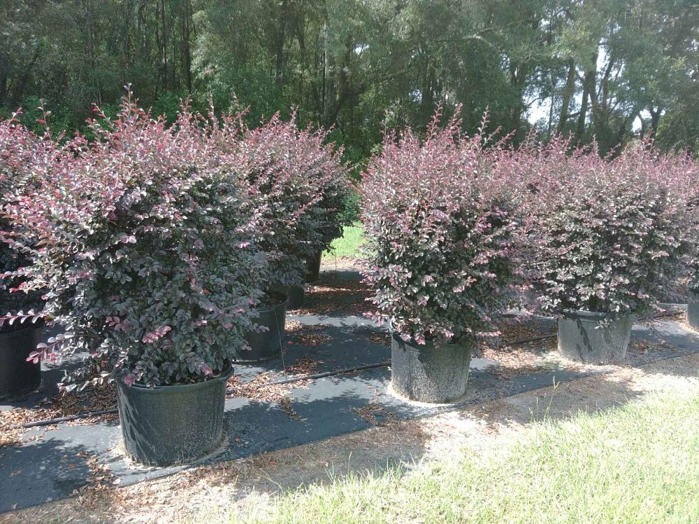 loropetalum-chinense-rubrum-carolina-midnight-razzleberry