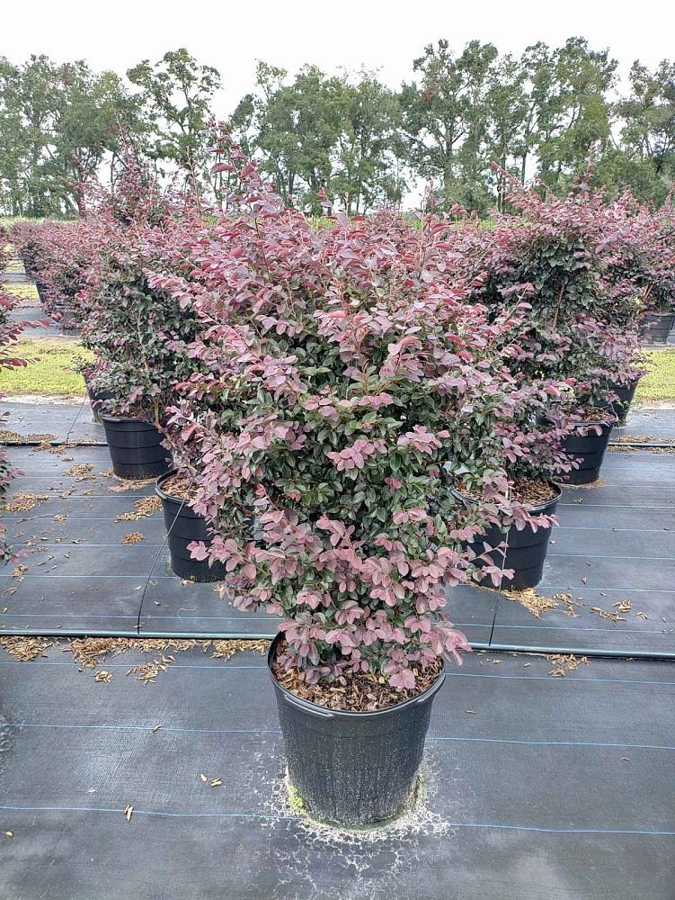 loropetalum-chinense-rubrum-carolina-midnight-razzleberry