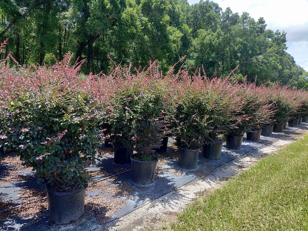 loropetalum-chinense-rubrum-carolina-midnight-razzleberry