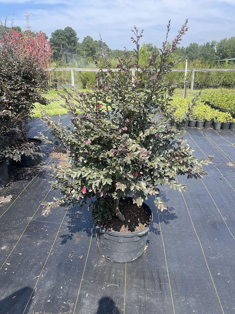 loropetalum-chinense-rubrum-carolina-midnight-razzleberry
