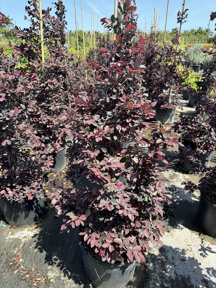 loropetalum-chinense-rubrum-carolina-midnight-razzleberry
