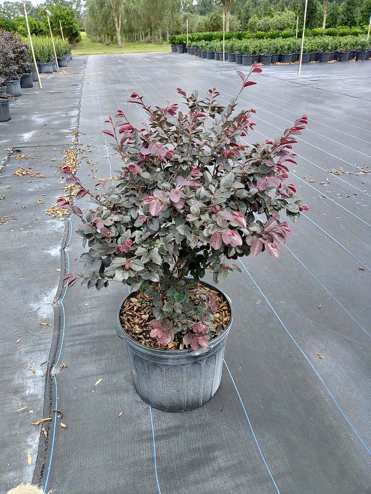 loropetalum-chinense-rubrum-carolina-midnight-razzleberry