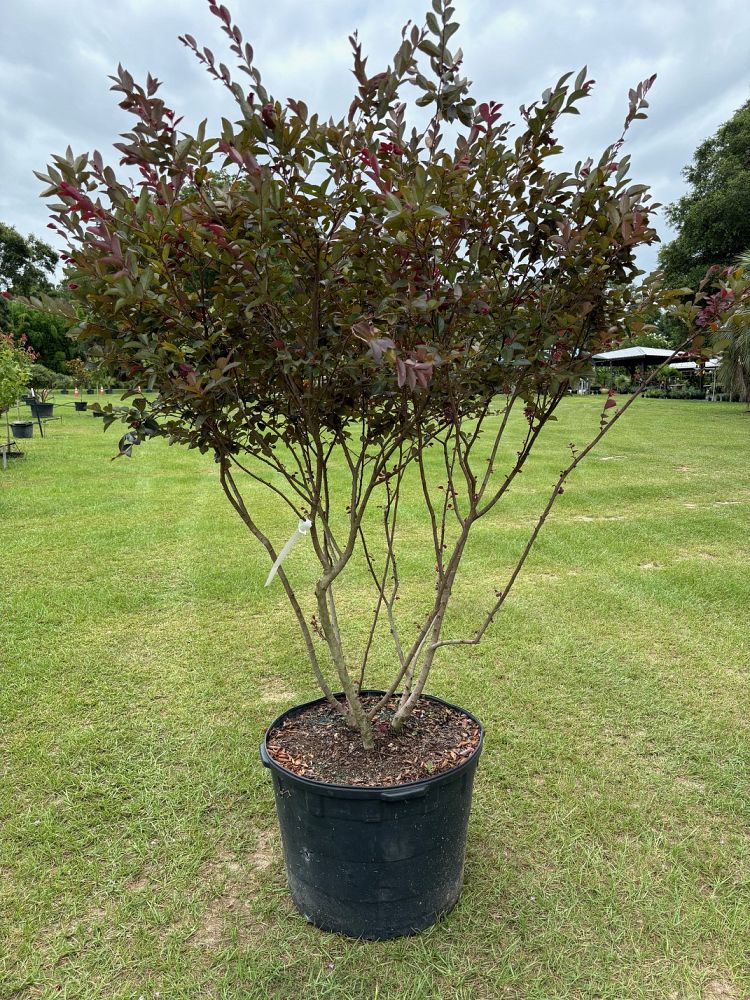 loropetalum-chinense-rubrum-carolina-midnight-razzleberry