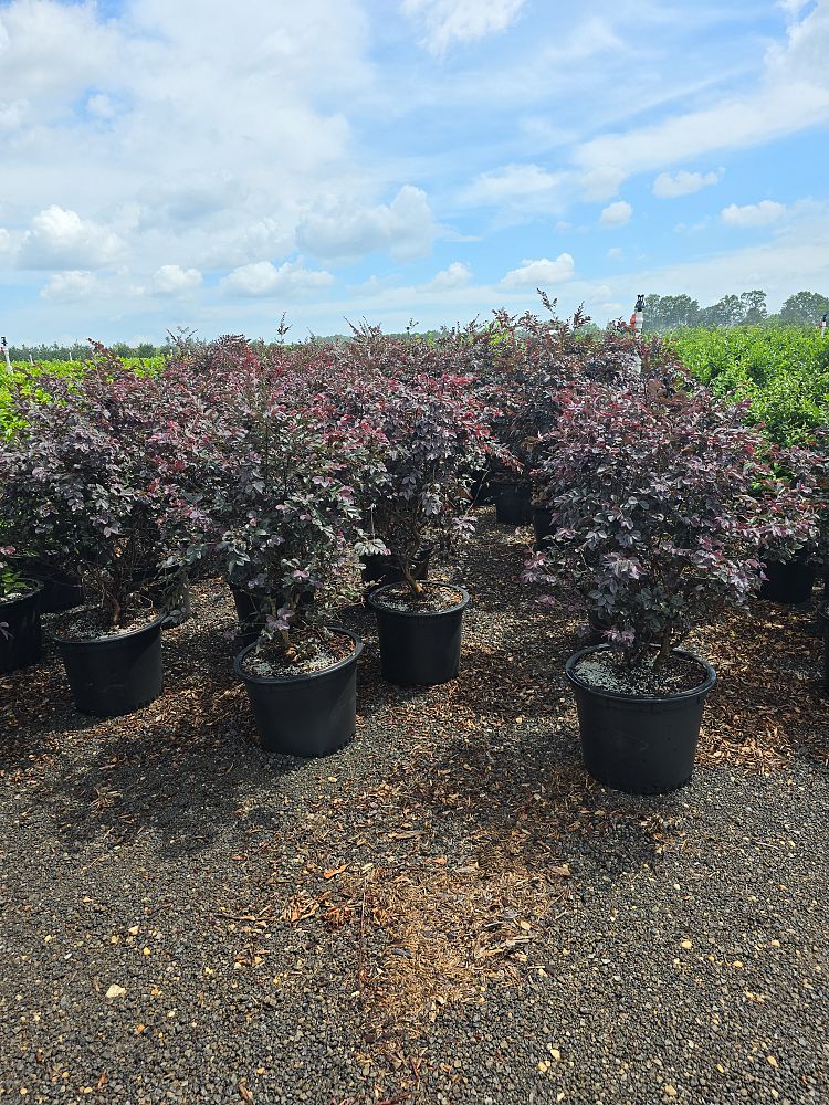 loropetalum-chinense-rubrum-carolina-midnight-razzleberry