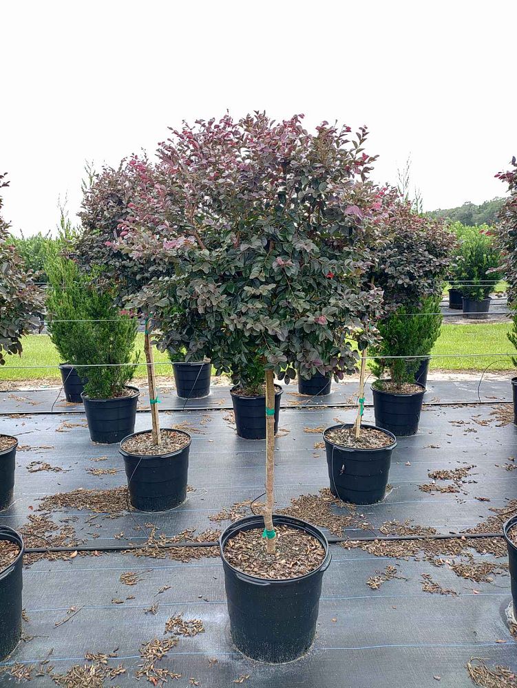 loropetalum-chinense-rubrum-carolina-midnight-razzleberry