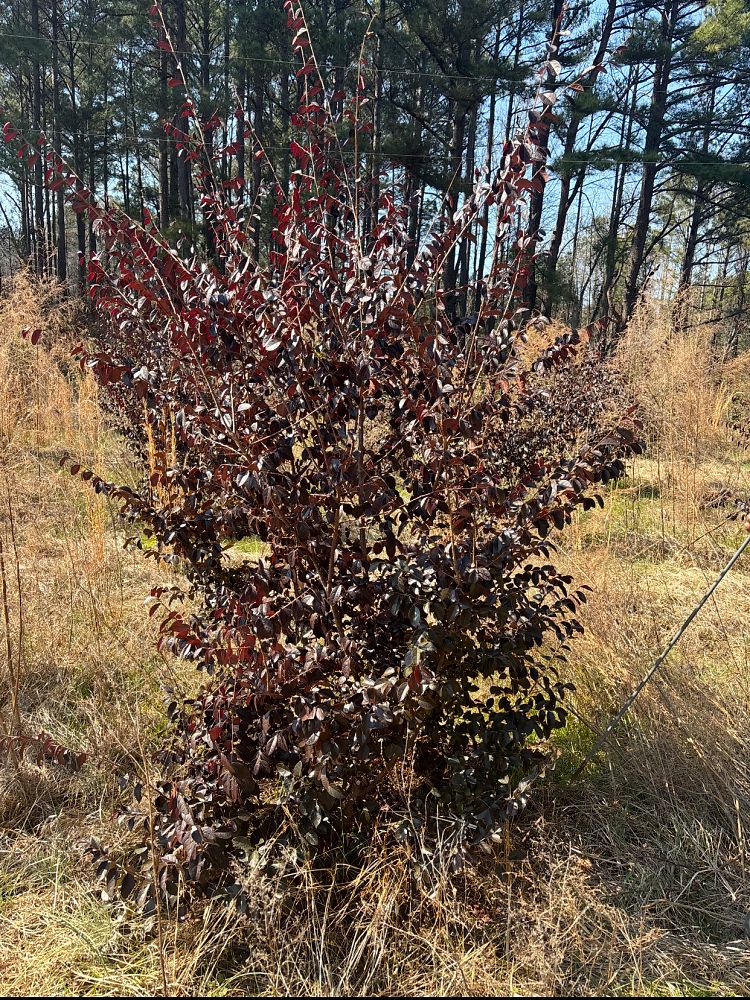 loropetalum-chinense-rubrum-carolina-midnight-razzleberry