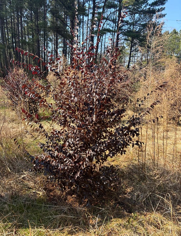loropetalum-chinense-rubrum-carolina-midnight-razzleberry