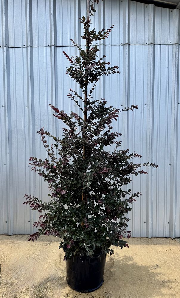 loropetalum-chinense-rubrum-carolina-midnight-razzleberry