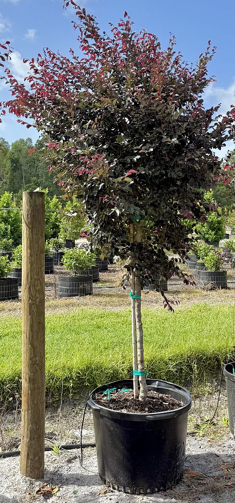 loropetalum-chinense-rubrum-carolina-midnight-razzleberry