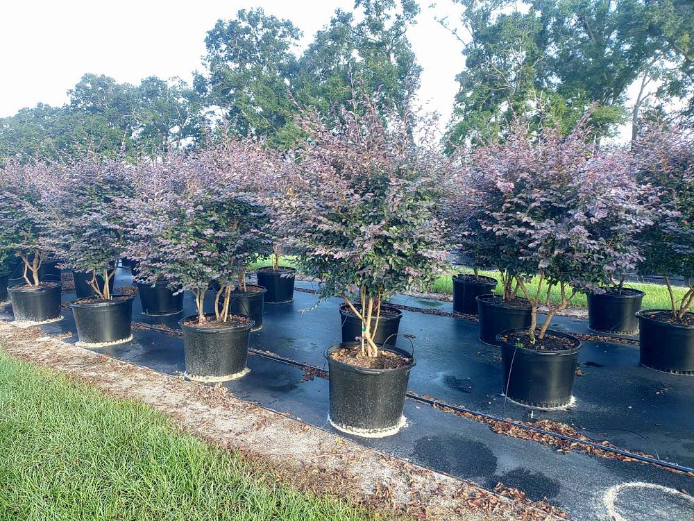 loropetalum-chinense-rubrum-carolina-midnight-razzleberry