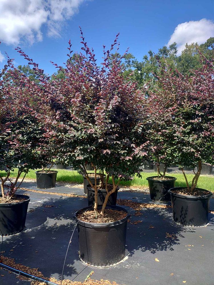 loropetalum-chinense-rubrum-carolina-midnight-razzleberry