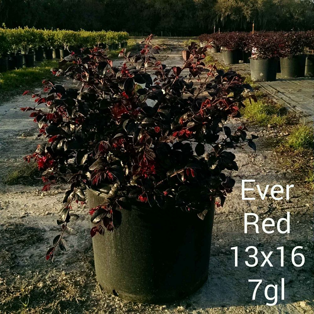 harrells nursery, inc.