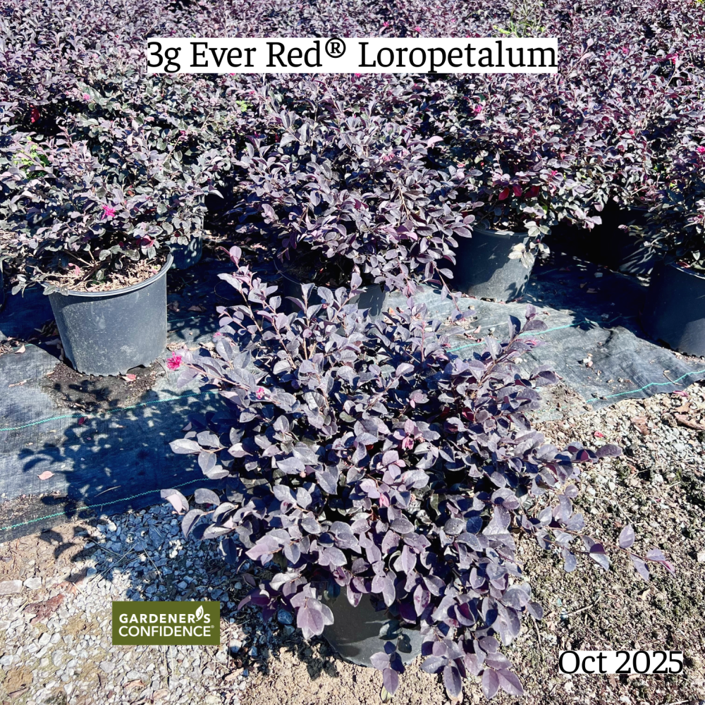 loropetalum-chinense-rubrum-chang-nian-hong-chinese-fringe-flower-ever-red