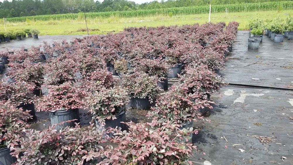 loropetalum-chinense-rubrum-chang-s-ruby-chinese-fringe-flower