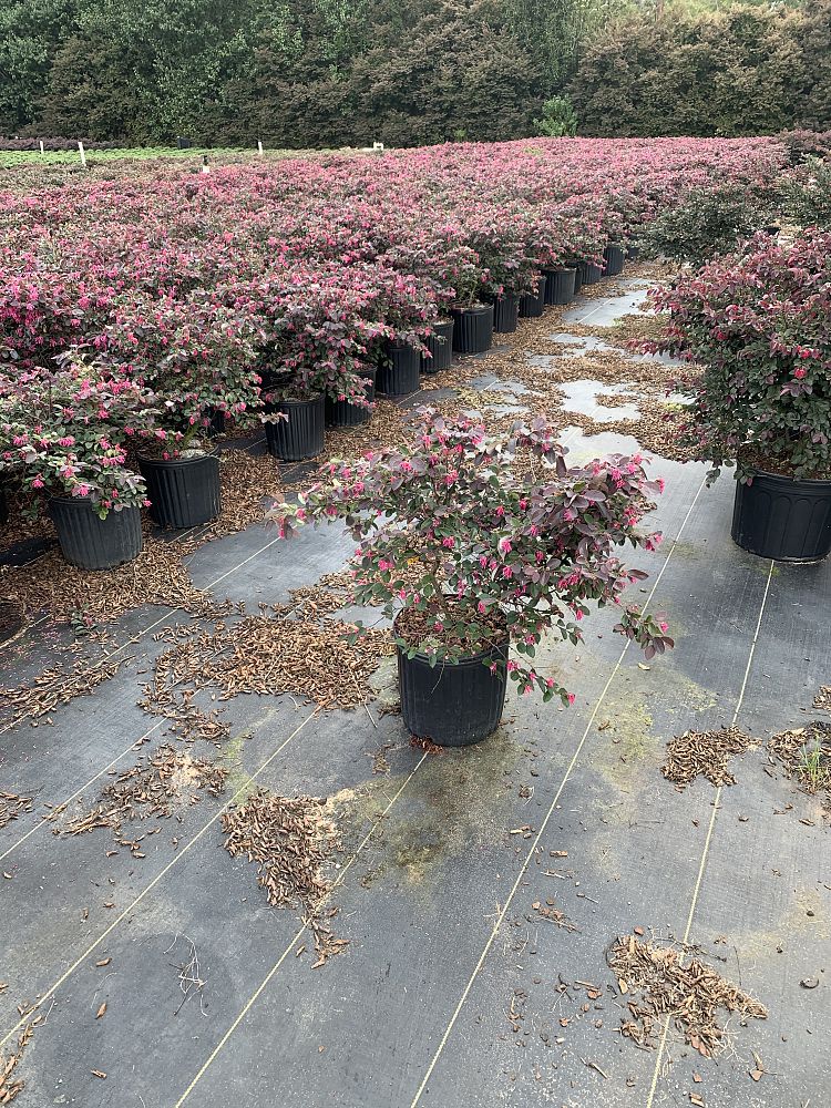 loropetalum-chinense-rubrum-chang-s-ruby-chinese-fringe-flower