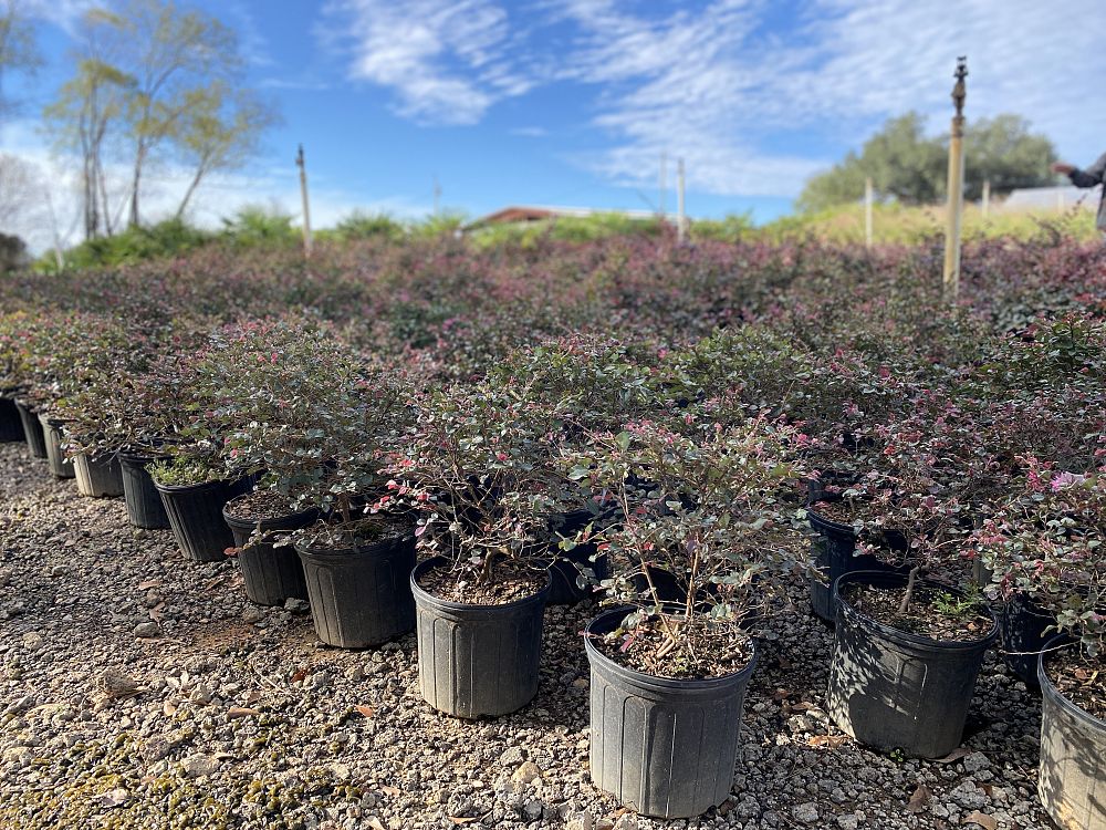 loropetalum-chinense-rubrum-chang-s-ruby-chinese-fringe-flower