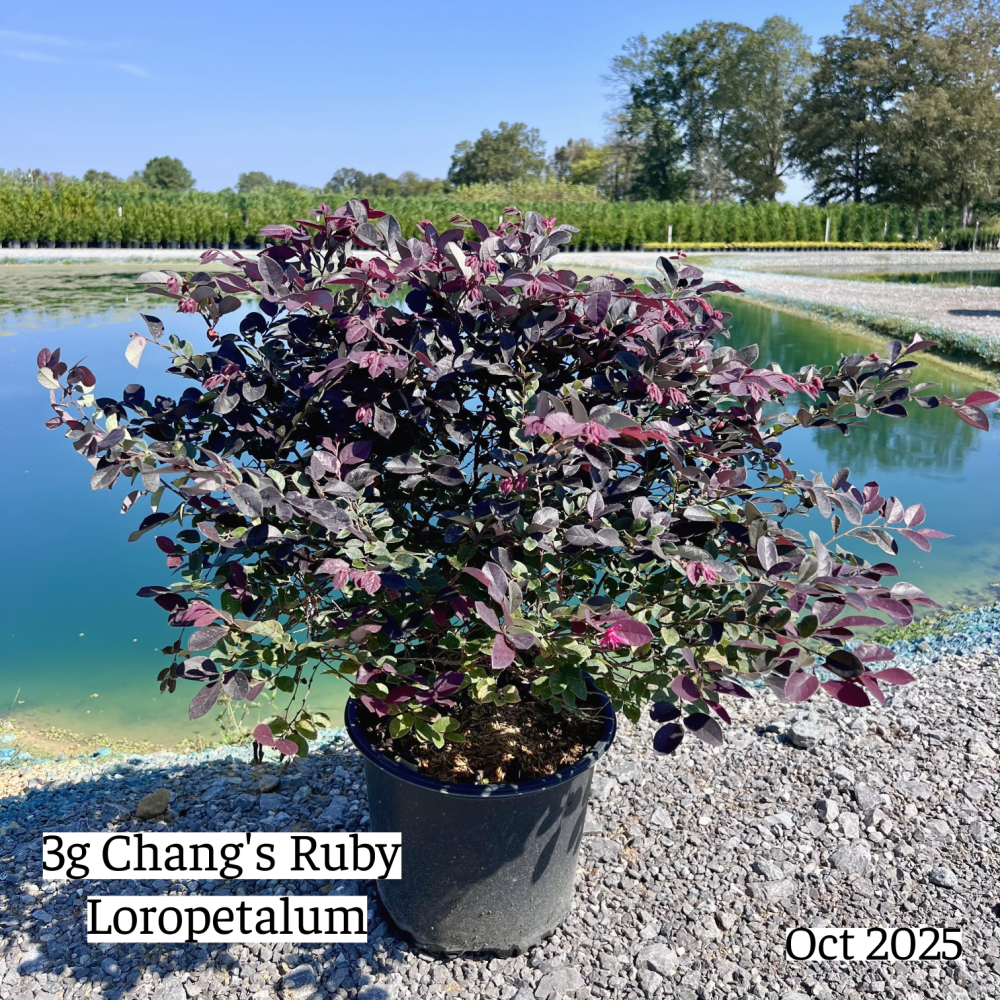 loropetalum-chinense-rubrum-chang-s-ruby-chinese-fringe-flower