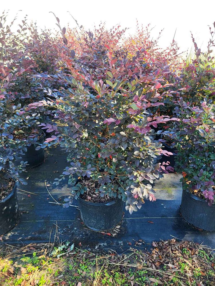 loropetalum-chinense-rubrum-chang-s-ruby-chinese-fringe-flower