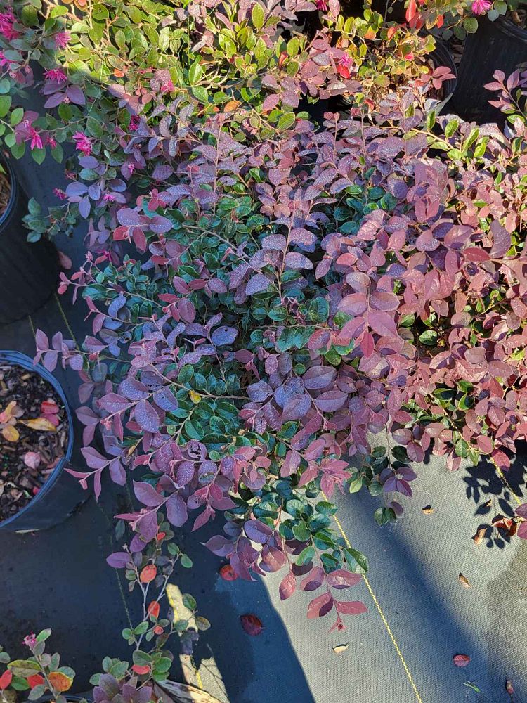 loropetalum-chinense-rubrum-chang-s-ruby-chinese-fringe-flower