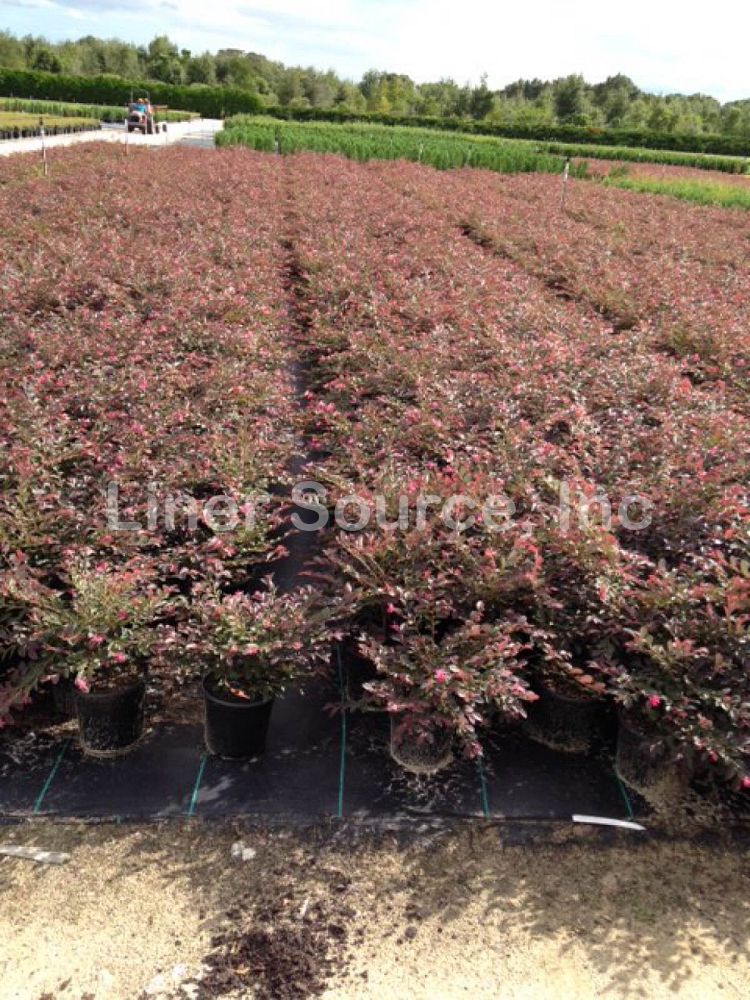 loropetalum-chinense-rubrum-daruma-razzleberry