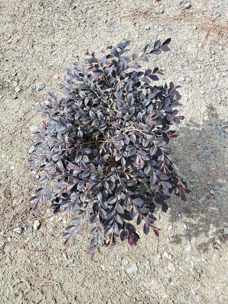 loropetalum-chinense-rubrum-daruma-razzleberry