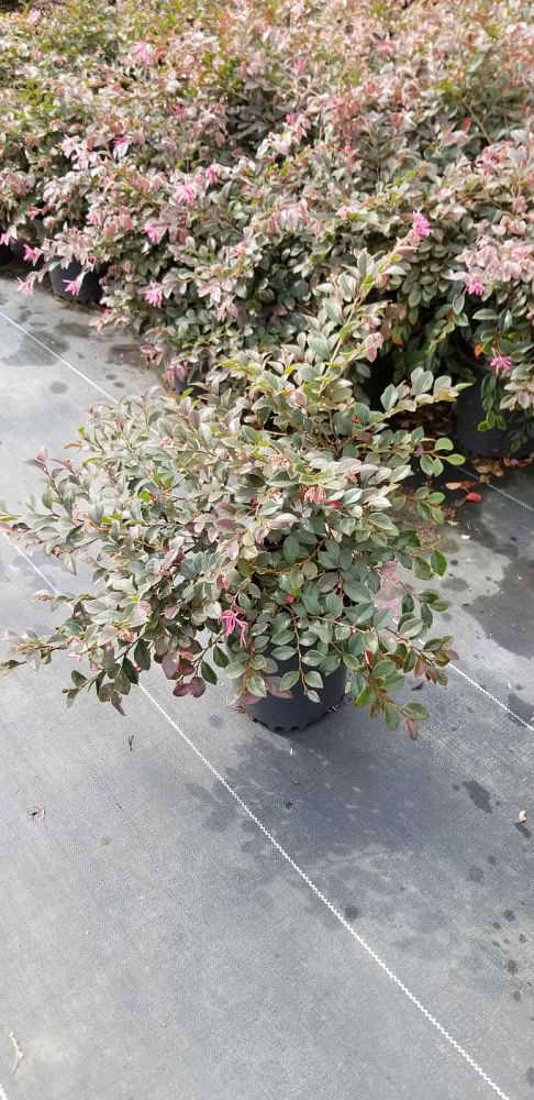 loropetalum-chinense-rubrum-daruma-razzleberry