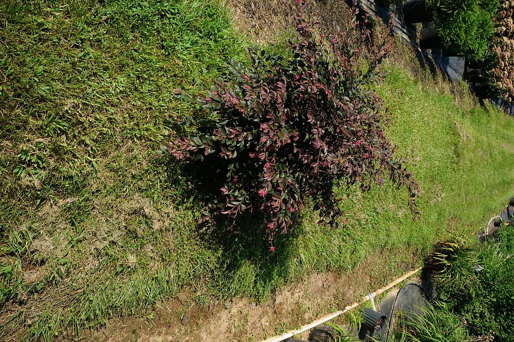loropetalum-chinense-rubrum-daruma-razzleberry