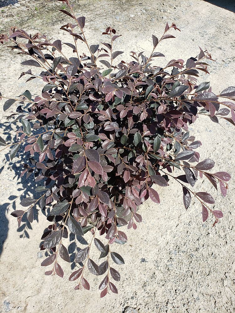 loropetalum-chinense-rubrum-daruma-razzleberry