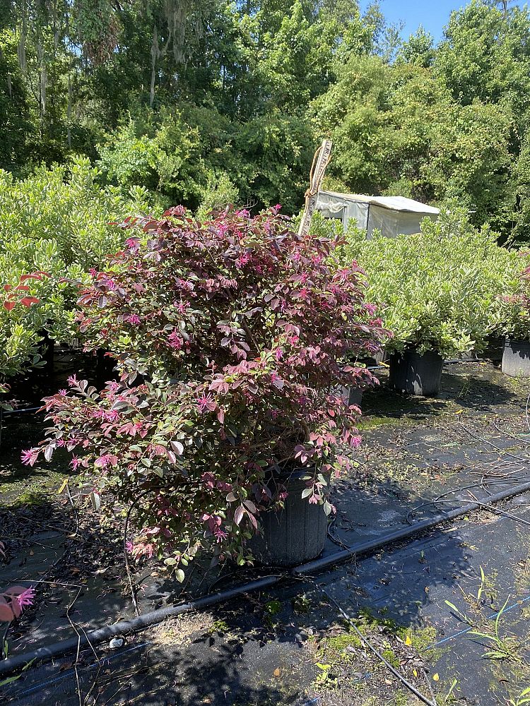 loropetalum-chinense-rubrum-daruma-razzleberry