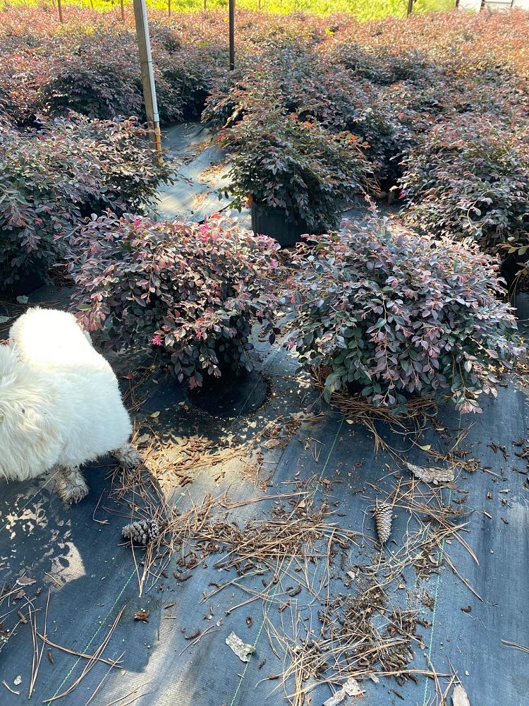 loropetalum-chinense-rubrum-daruma-razzleberry