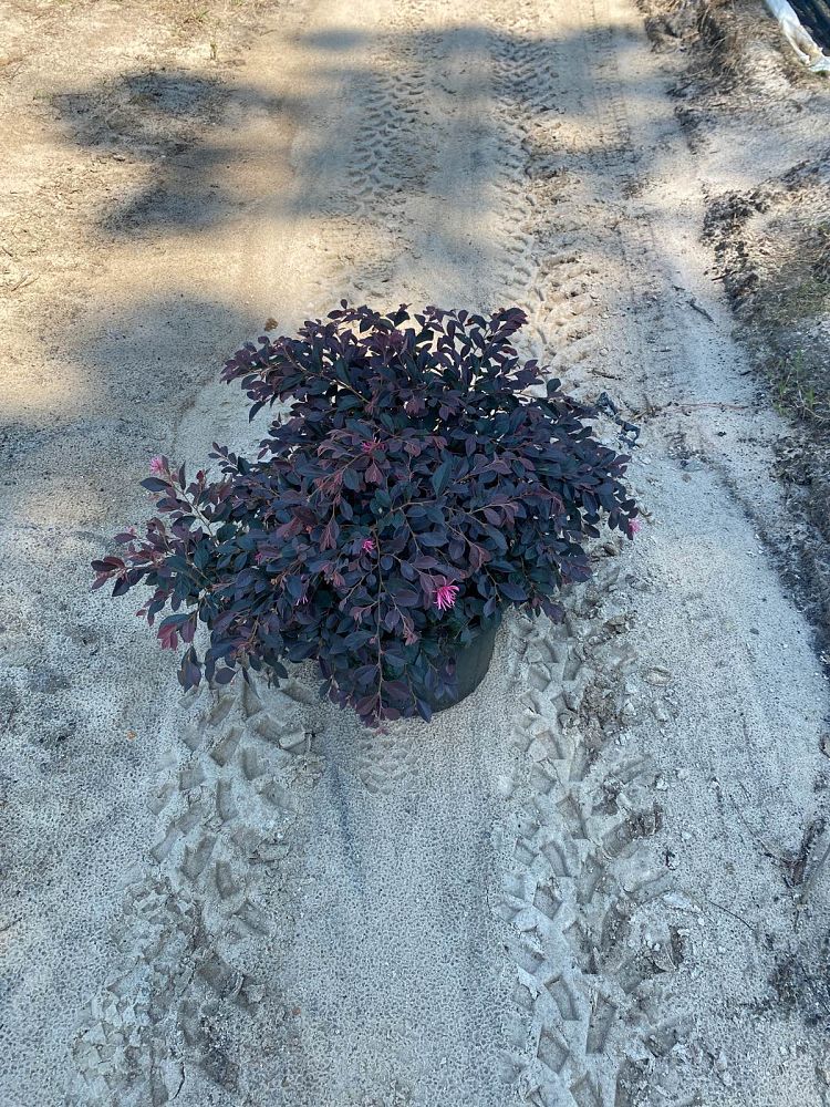 loropetalum-chinense-rubrum-daruma-razzleberry