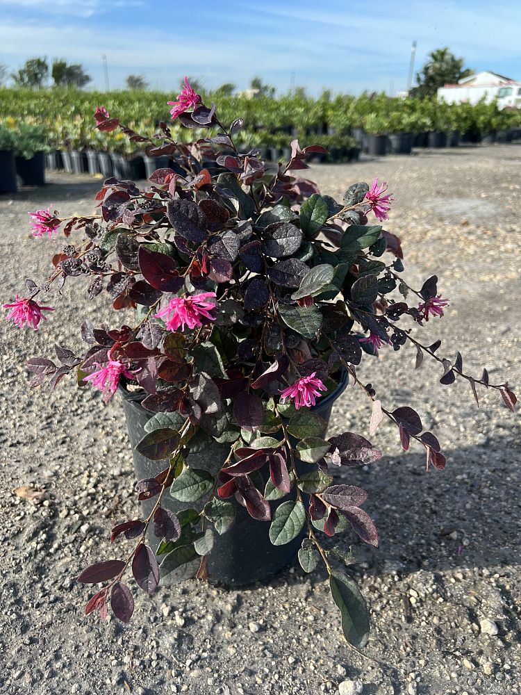 loropetalum-chinense-rubrum-daruma-razzleberry