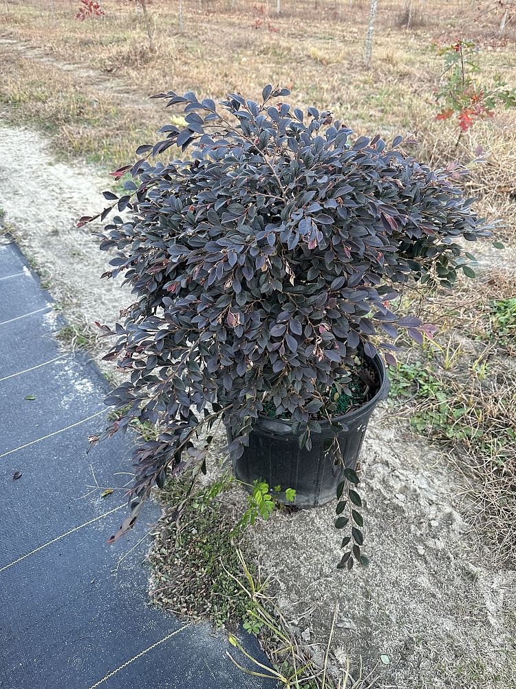 loropetalum-chinense-rubrum-daruma-razzleberry