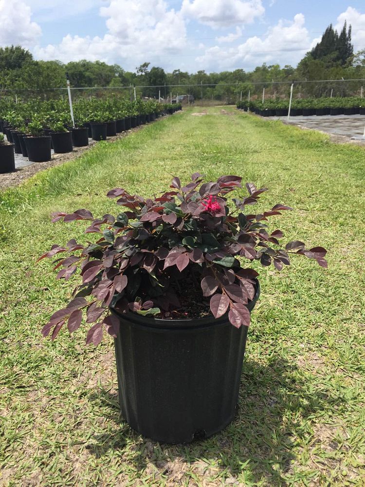 loropetalum-chinense-rubrum-merlot-lace-razzleberry