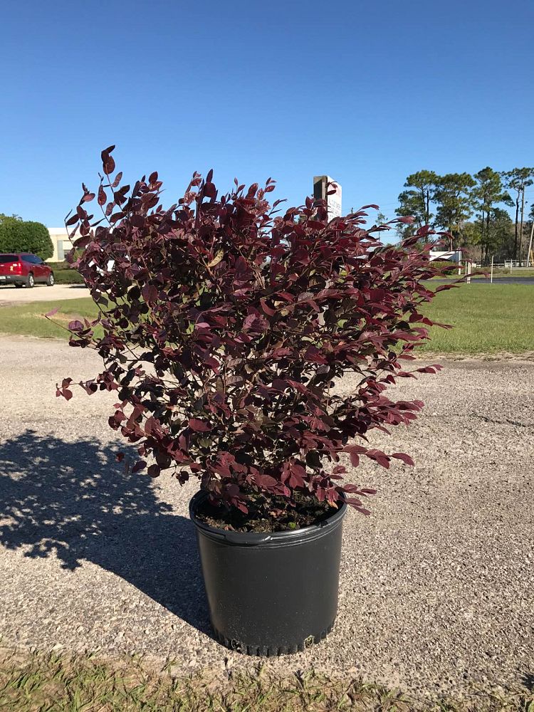 loropetalum-chinense-rubrum-merlot-lace-razzleberry