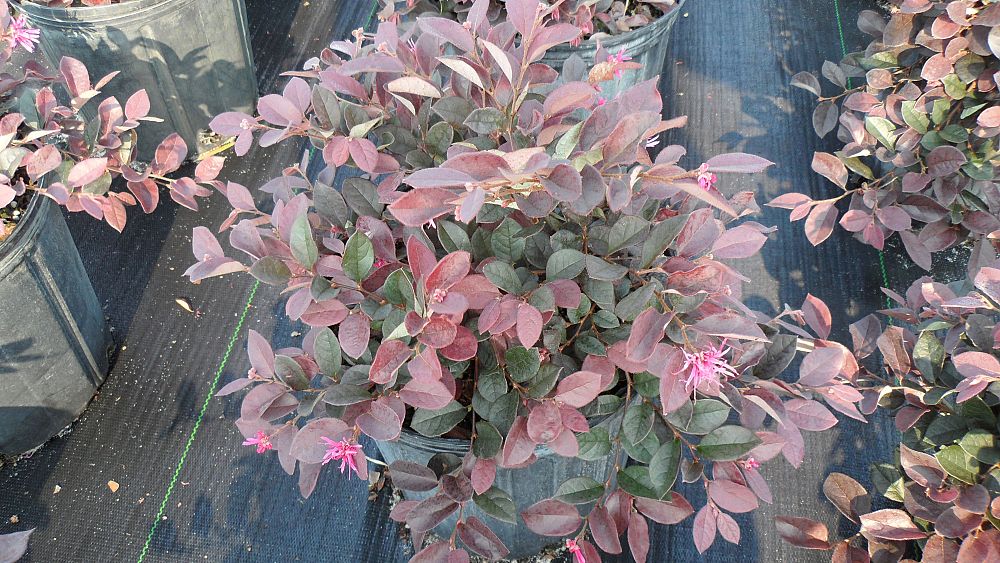 loropetalum-chinense-rubrum-plum-delight-razzleberry