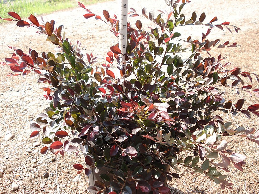 loropetalum-chinense-rubrum-plum-delight-razzleberry