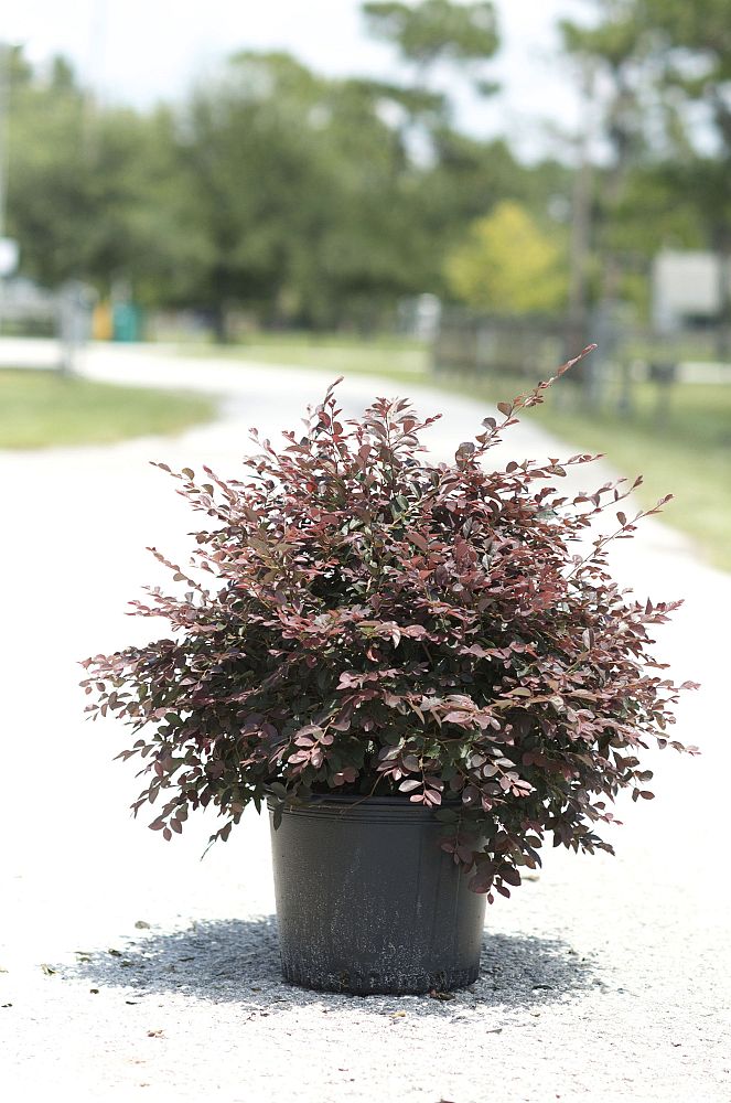 loropetalum-chinense-rubrum-plum-delight-razzleberry