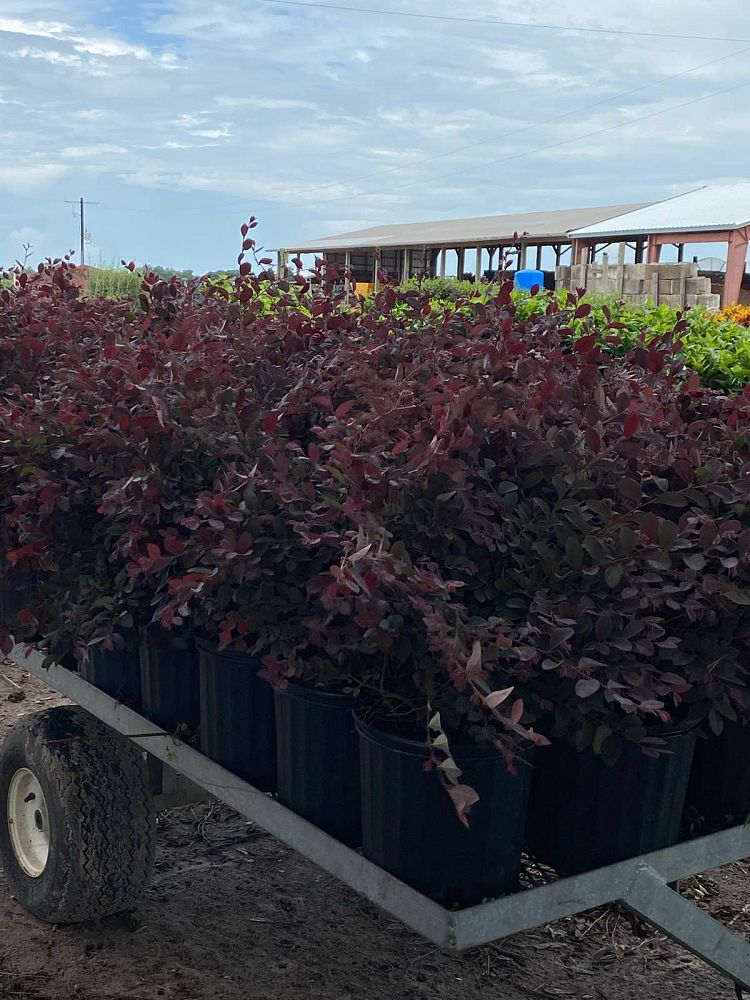 loropetalum-chinense-rubrum-plum-delight-razzleberry