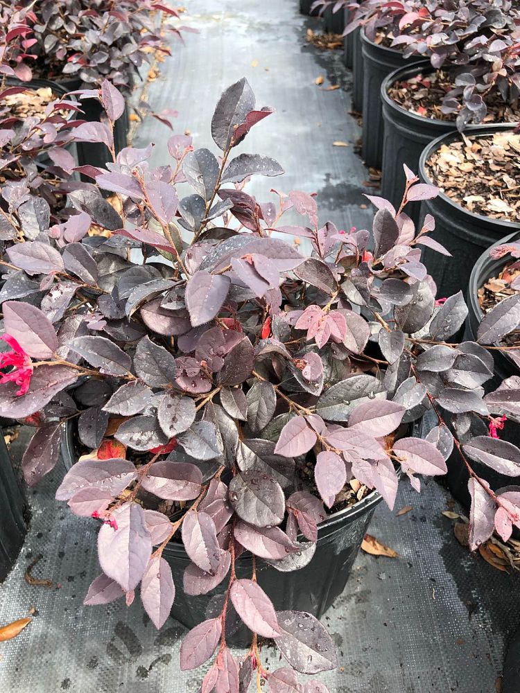 loropetalum-chinense-rubrum-plum-delight-razzleberry
