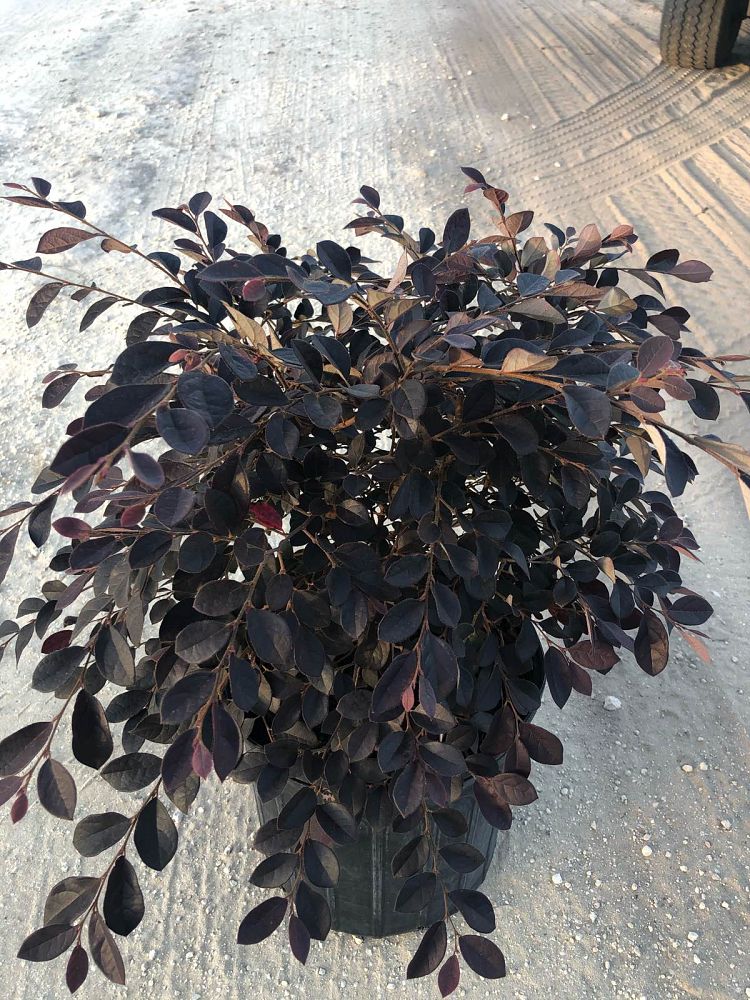 loropetalum-chinense-rubrum-plum-delight-razzleberry