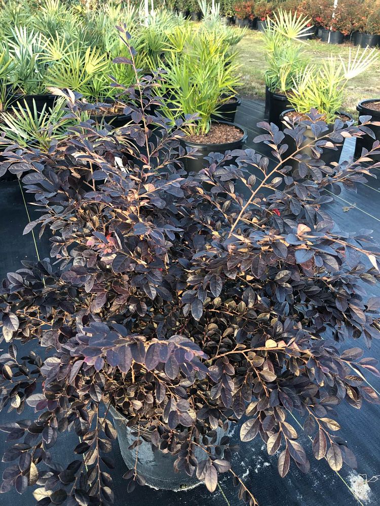 loropetalum-chinense-rubrum-plum-delight-razzleberry