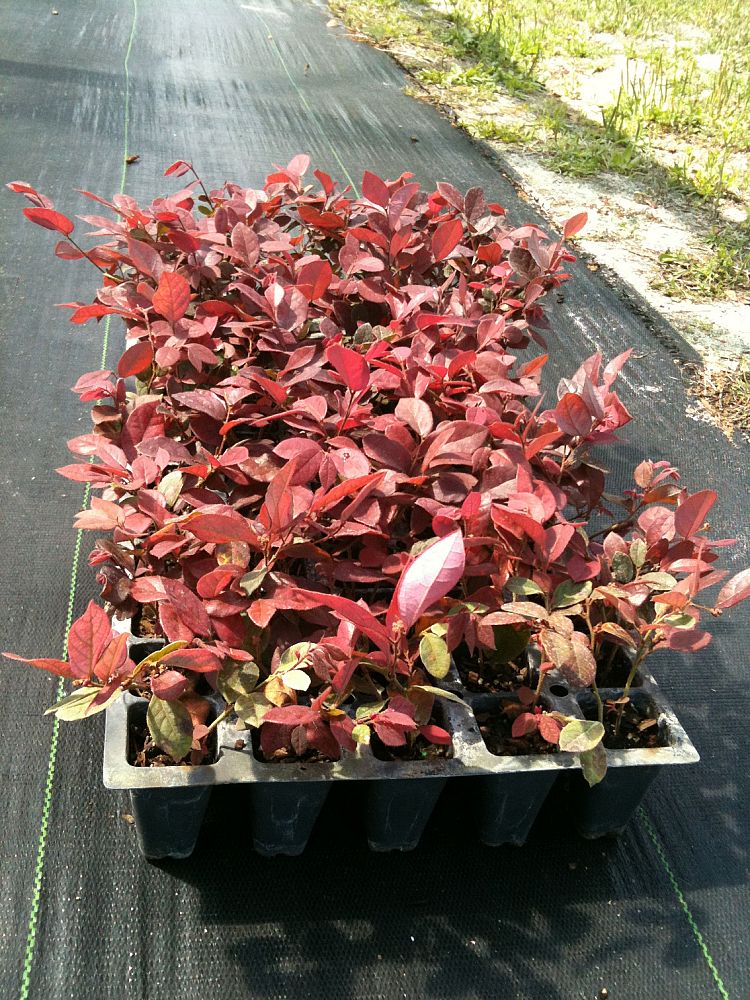 loropetalum-chinense-rubrum-plum-delight-razzleberry