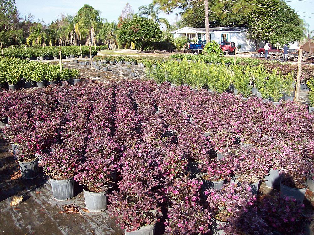 loropetalum-chinense-rubrum-plum-delight-razzleberry