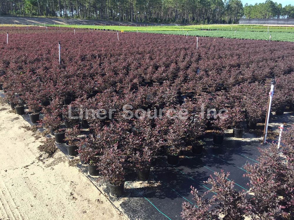 loropetalum-chinense-rubrum-plum-delight-razzleberry