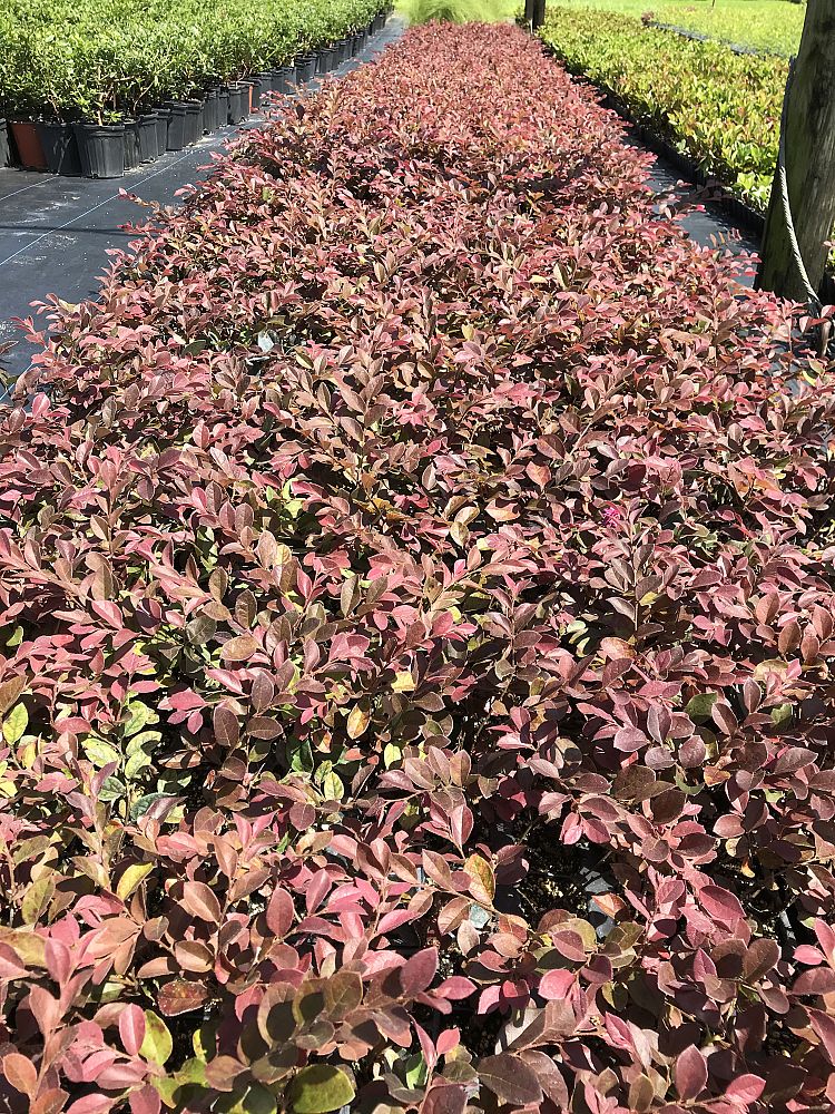 loropetalum-chinense-rubrum-plum-delight-razzleberry