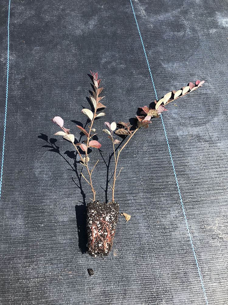 loropetalum-chinense-rubrum-plum-delight-razzleberry