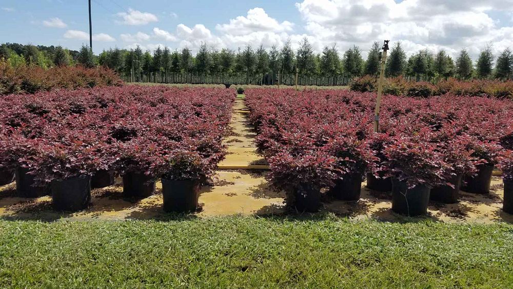 loropetalum-chinense-rubrum-plum-delight-razzleberry